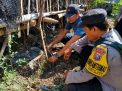 Polres Tanjung Perak Panen Ubi Ungu, Dukung Ketahanan Pangan Nasional