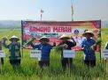 Panen Bawang Merah di Blitar, Pemkab Perkuat Dukungan bagi Petani