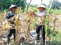 Polsek Blimbing Perkuat Ketahanan Pangan Bersama Poktan Tani Asri, Bantu Tingkatkan Kesejahteraan Petani