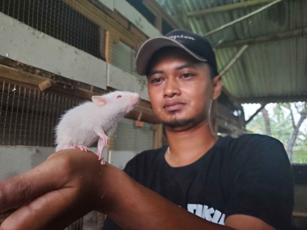 Menilik Budidaya Tikus Mata Merah Penghasil Cuan di Mojokerto