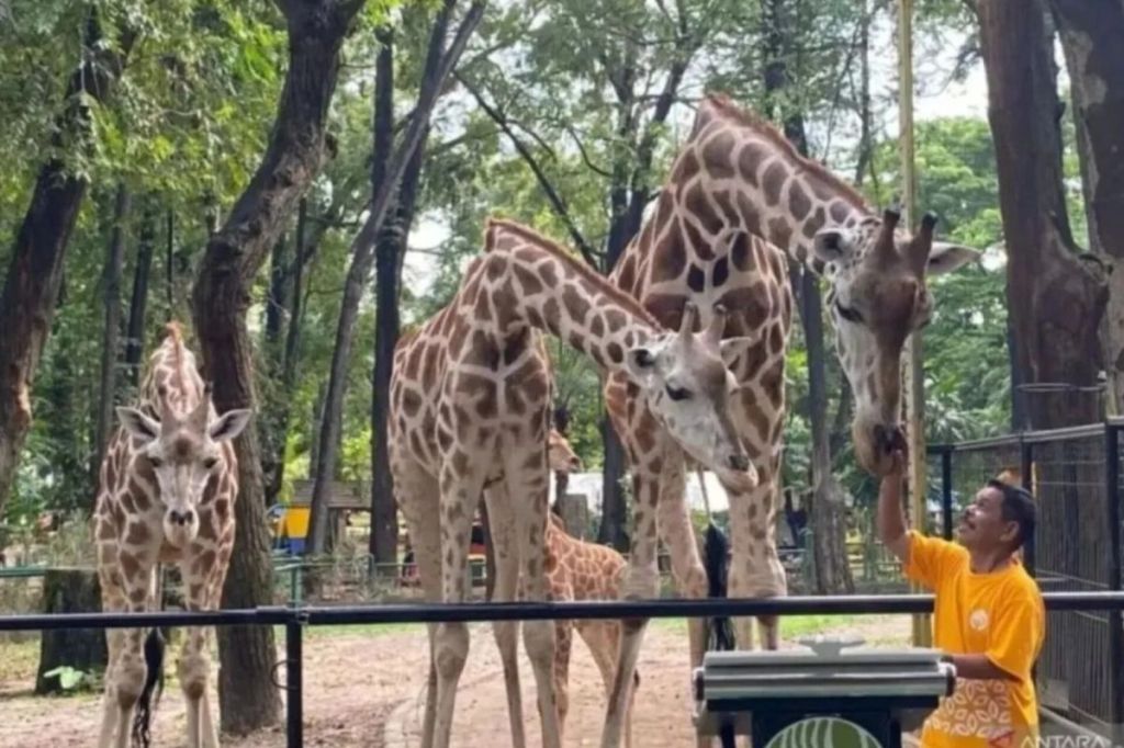 Ragunan Terapkan Prinsip Five Freedom, Pastikan Kesejahteraan Satwa Terjaga