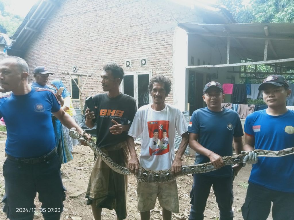 Ular Piton 3 Meter Mangsa Dua Ayam Dievakuasi di Jember