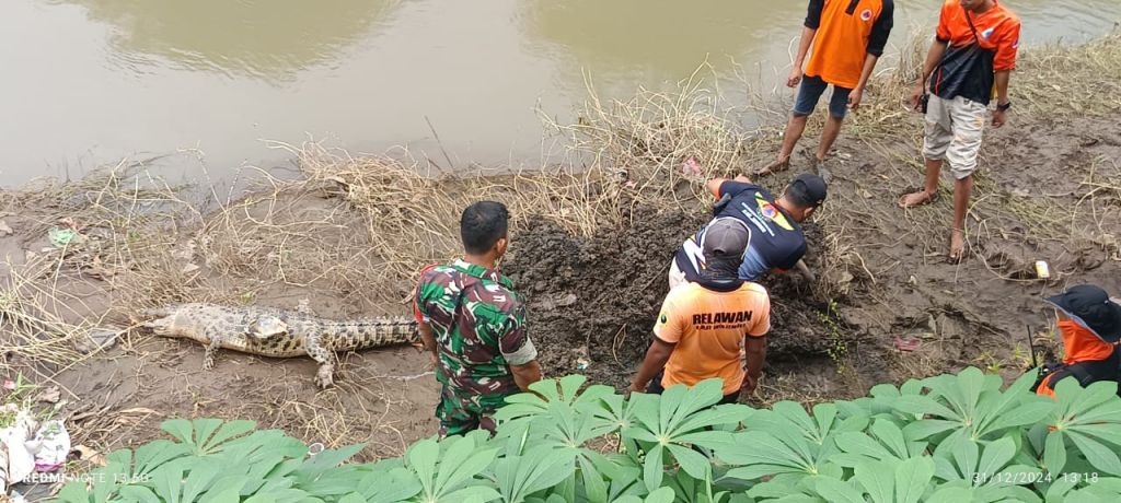 Bangkai Buaya Ditemukan di Pinggir Sungai Jember, Warga Diimbau Waspada