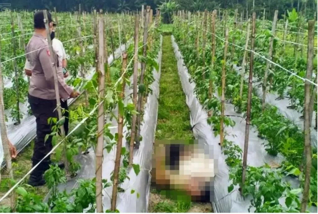 Seorang Petani Tewas di Tengah Sawah, Diduga Serangan Jantung