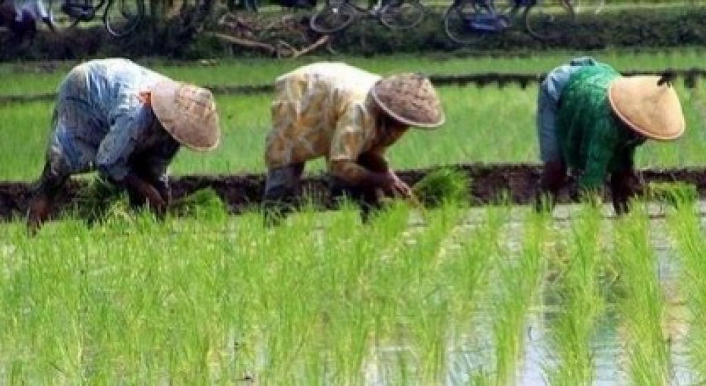 Memasuki Musim Tanam, Petani Keluhkan Sulitnya Pupuk