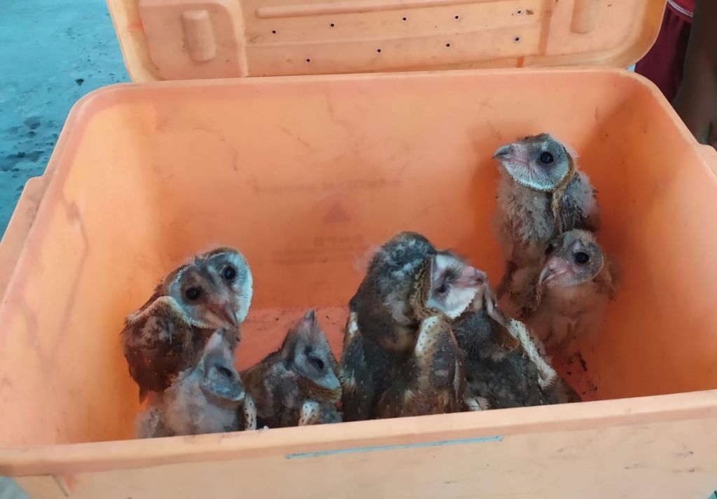 7 Ekor Anakan Burung Hantu Dievakuasi dari Plafon Gedung SD di Mojokerto