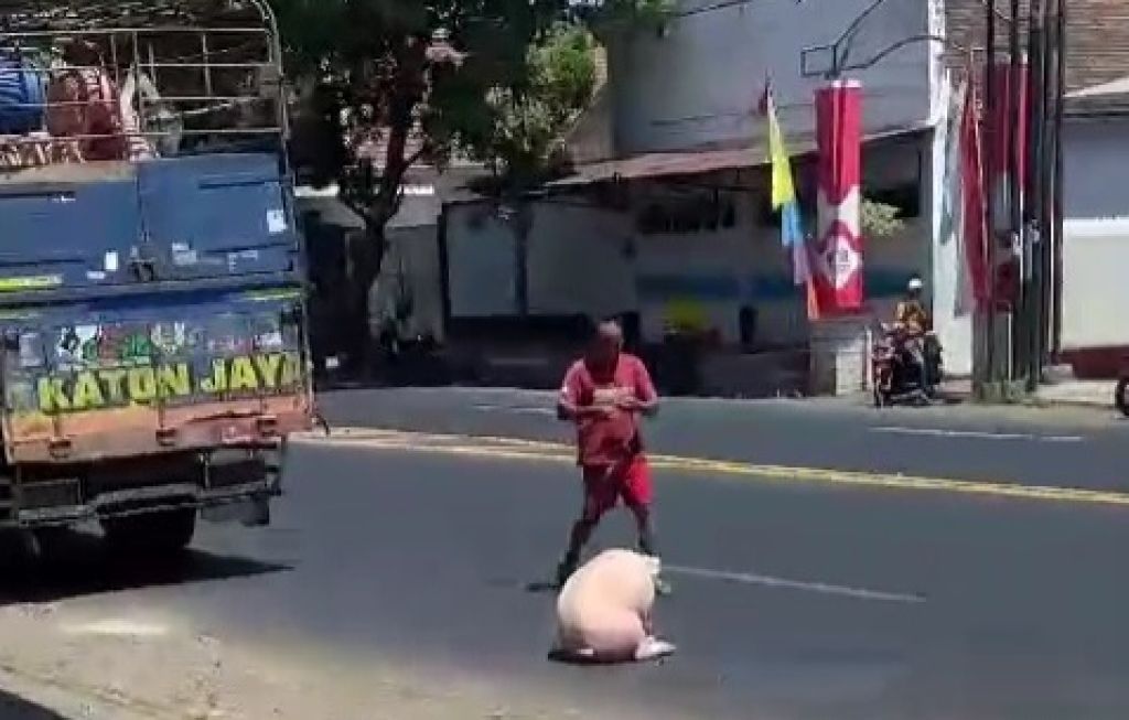 Potret Jatuhnya Seekor Babi dari Bak Truk di Situbondo