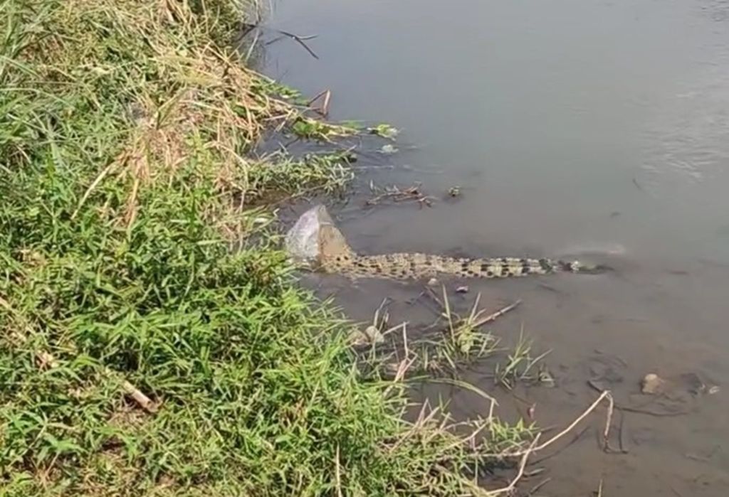 Seekor Buaya Muncul di Sungai Santer Jember, Ini Penampakannya