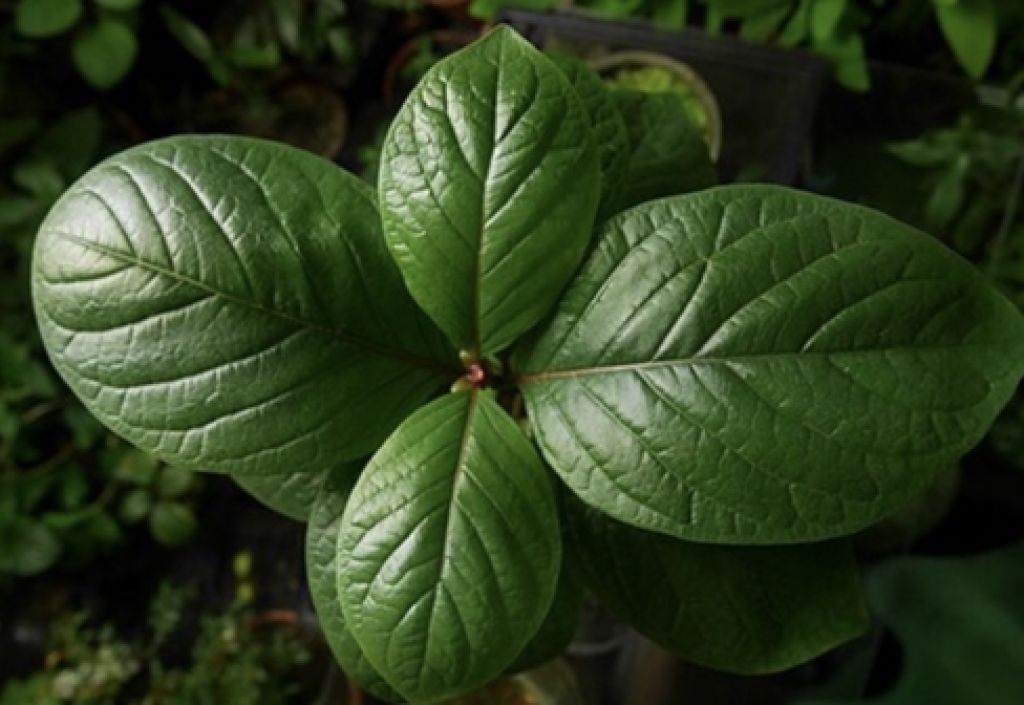 Daun Kratom Indonesia Jadi Incaran Banyak Negara, Berikut Segudang Manfaatnya