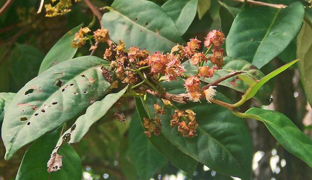 Khasiat Daun Salam dalam Dunia Spiritual