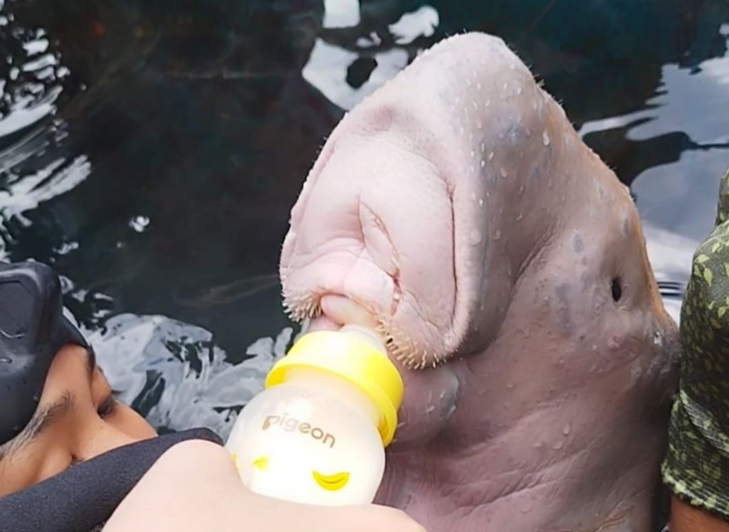 Momen Penyelamatan Anakan Dugong yang Terpisah dari Induknya