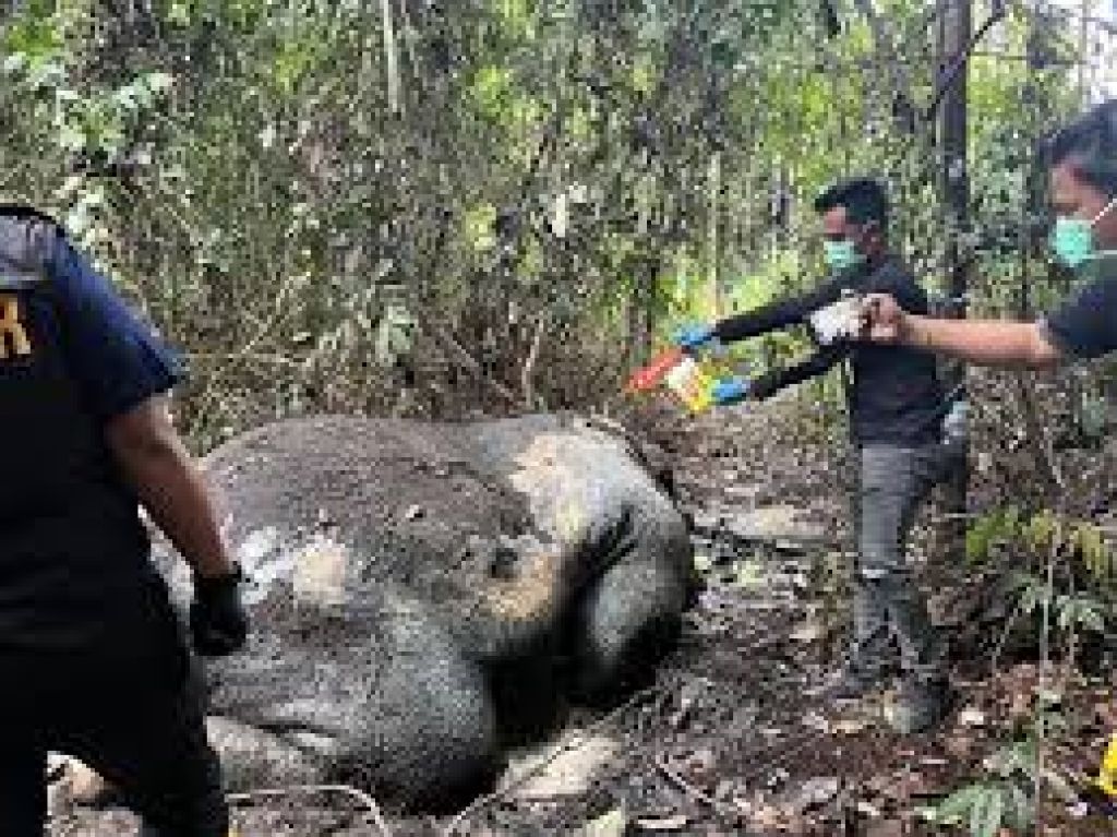 Bangkai Gajah Ditemukan di Area Konsesi Ukui Pelalawan Riau, Polisi Lakukan Olah TKP