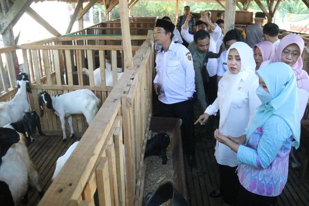 Tingkatkan Produktivitas Poktan, Pemkab Mojokerto Gelontor Ratusan Ekor Kambing Etawa