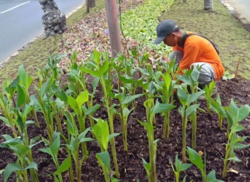 Penataan Taman di Jalur Hijau Surabaya Gunakan Sedimen Sungai, Ini Alasannya
