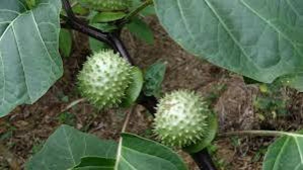 Efek Tanaman Kecubung dan Penanganan Bila Dikonsumsi Manusia