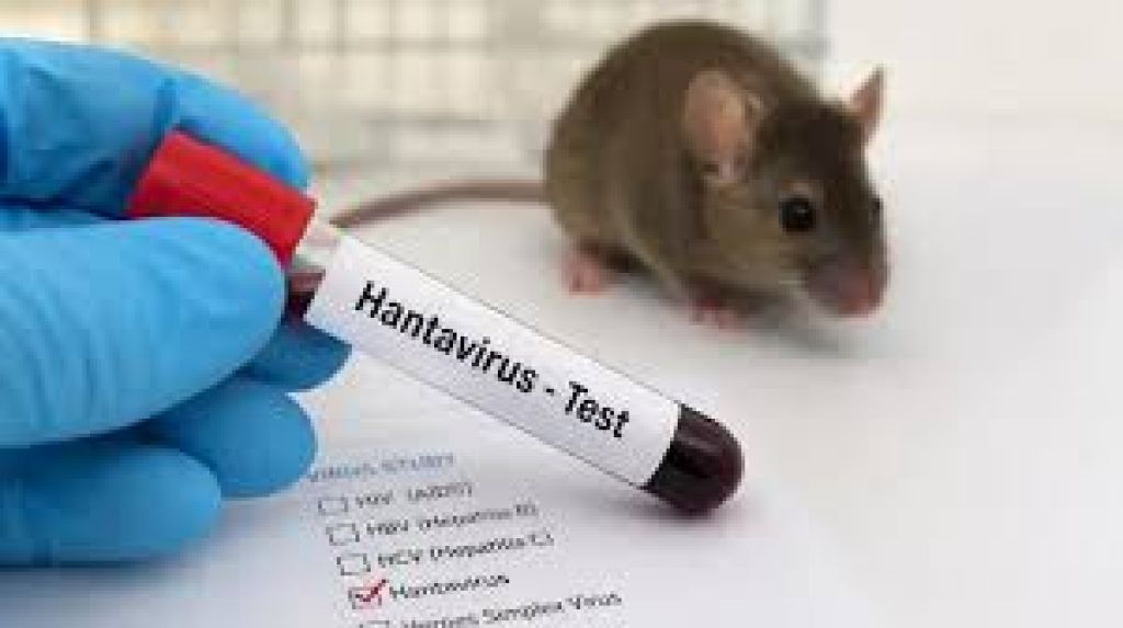 Waspada Hantavirus! Satu Kasus Terdeteksi di Jawa Timur, Dinkes Minta Warga Jaga Kebersihan