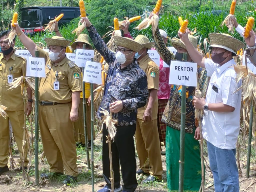 BI Jatim Dorong Program Integrated Farming Klaster Jagung di Madura
