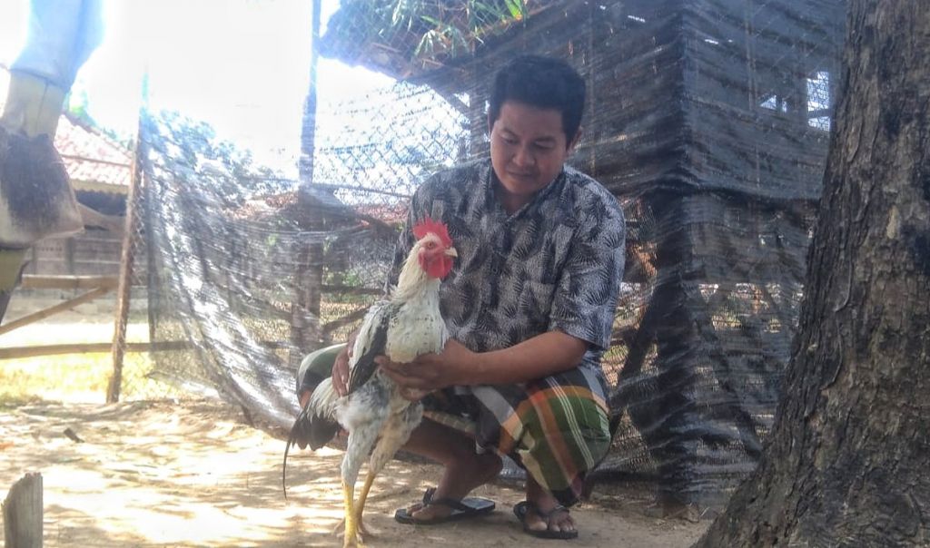 Budidayakan Ayam Gaok, M. Zahdi Jadi Peternak Besar di Madura