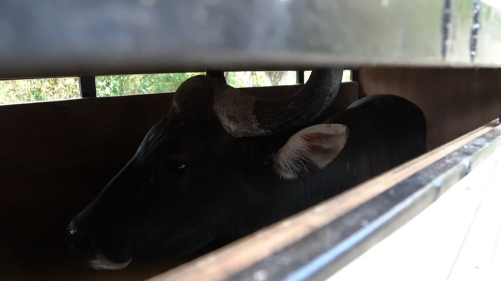 Dimas, Banteng Jawa Taman Safari Prigen Dilepasliarkan di Baluran