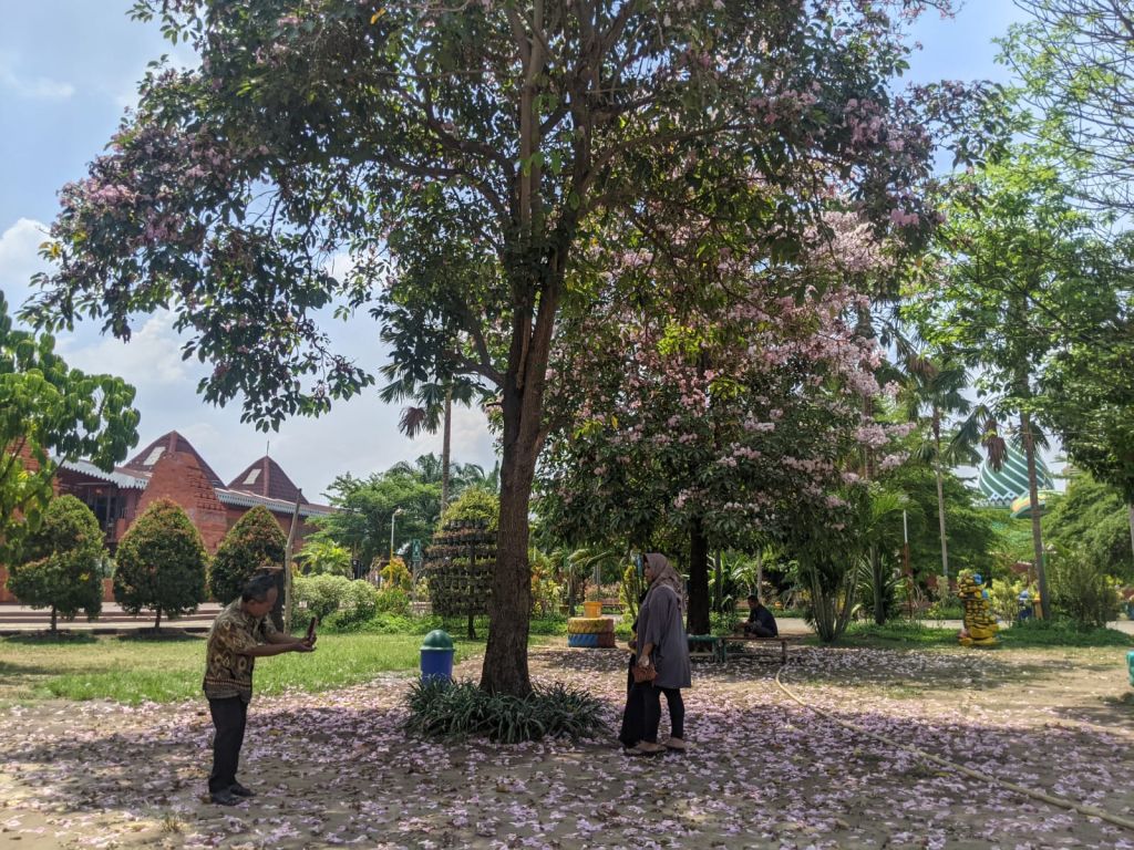 Tabebuya Bermekaran di Kota Mojokerto, Warga: Serasa Berada di Negeri Sakura