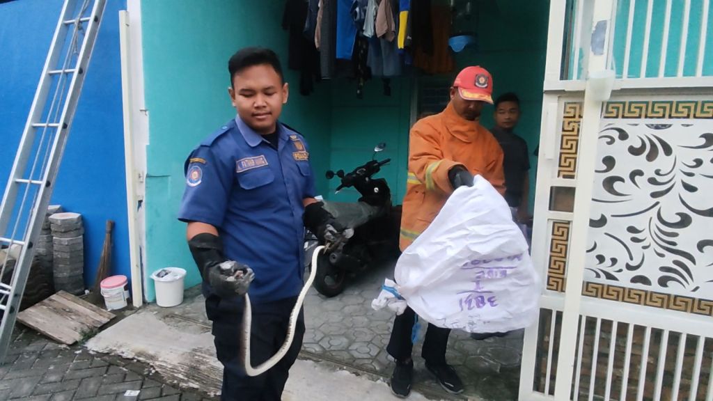Ular Kobra Diatap Rumah Bikin Ibu Muda Panik di Mojokerto