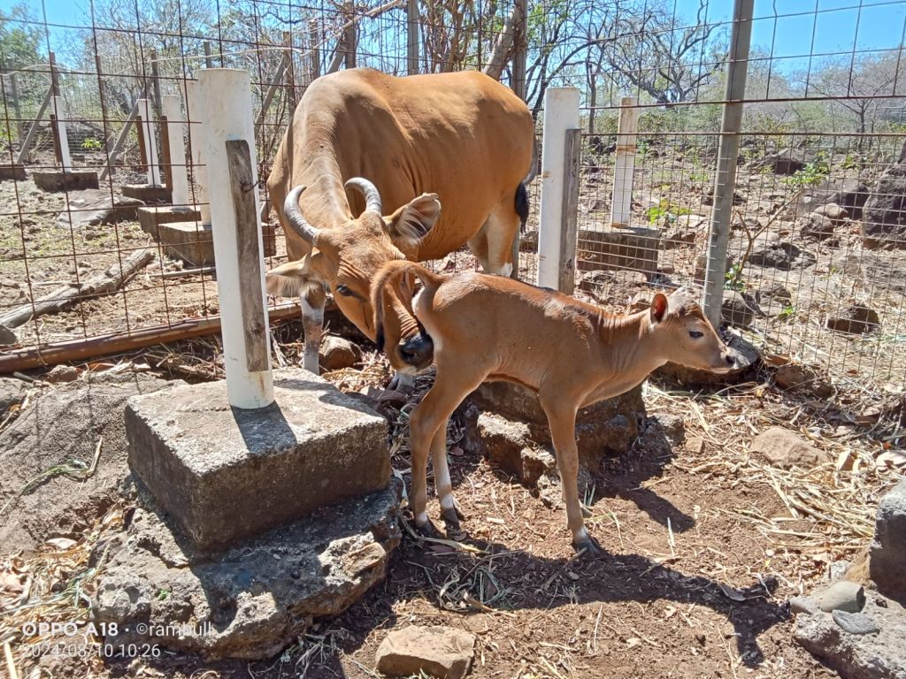 Seekor Anak Banteng Jawa Lahir di Taman Nasional Baluran Situbondo