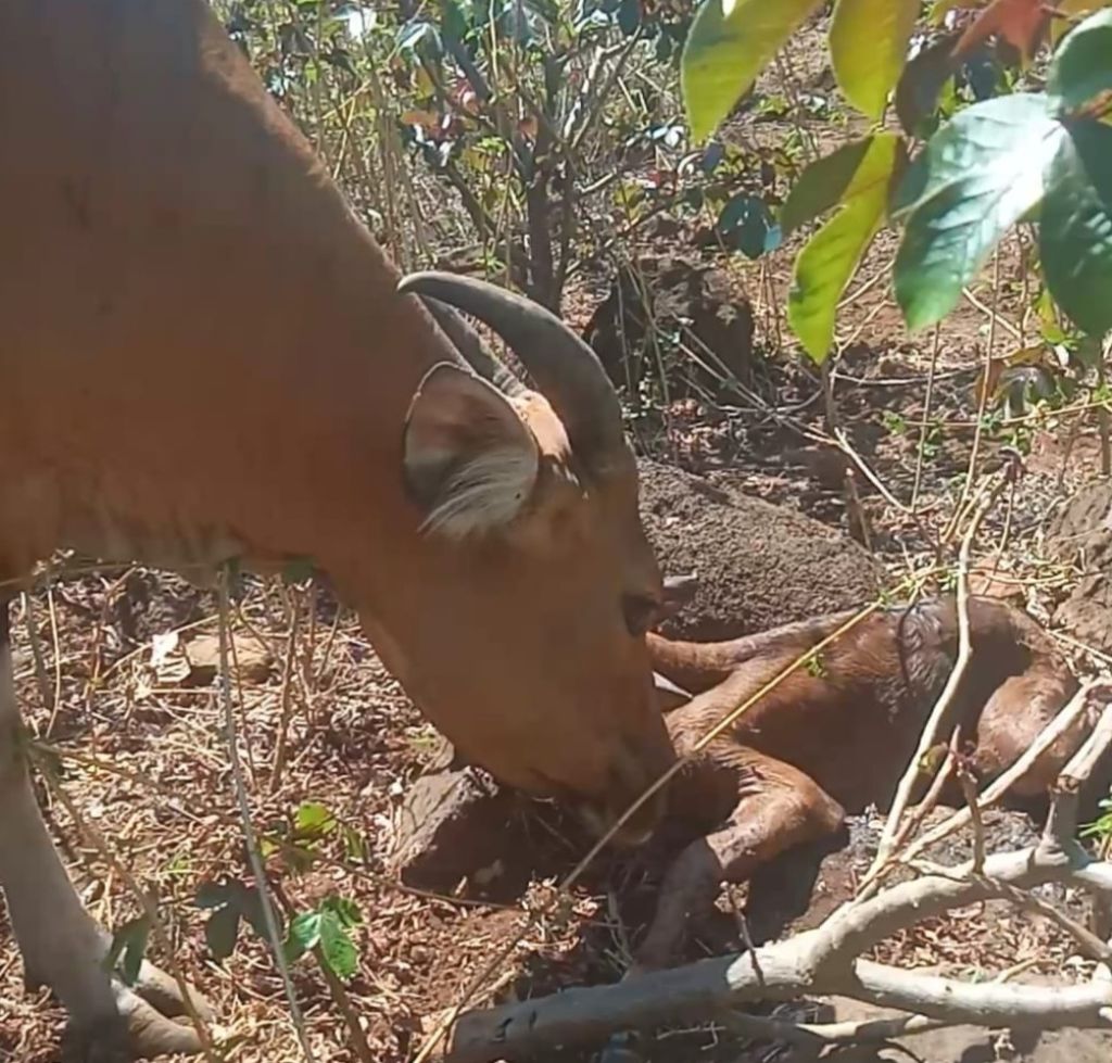Anak Banteng Jawa Betina Lahir di SSB Taman Nasional Baluran Situbondo