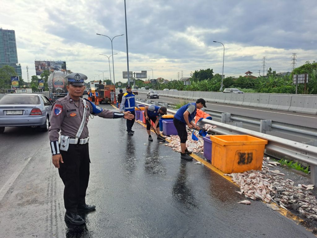 Pikap Tergelincir di Tol Sumo, Muatan Ikan Tumpah ke Jalan
