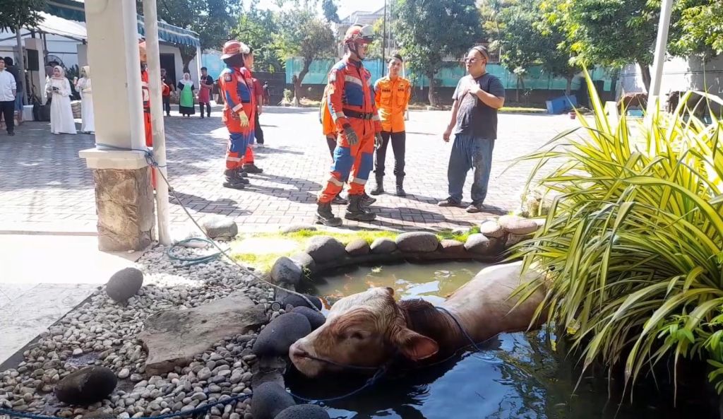 Sapi Kurban 'Ngadem' dalam Kolam di Surabaya, Endingnya Malah Terjebak