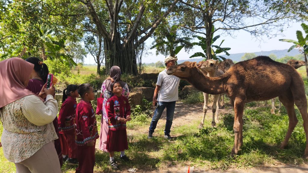 Unta Viral di Mojokerto Jadi Wisata Dadakan, Banyak Warga Mulai Lirik untuk Hewan Qurban