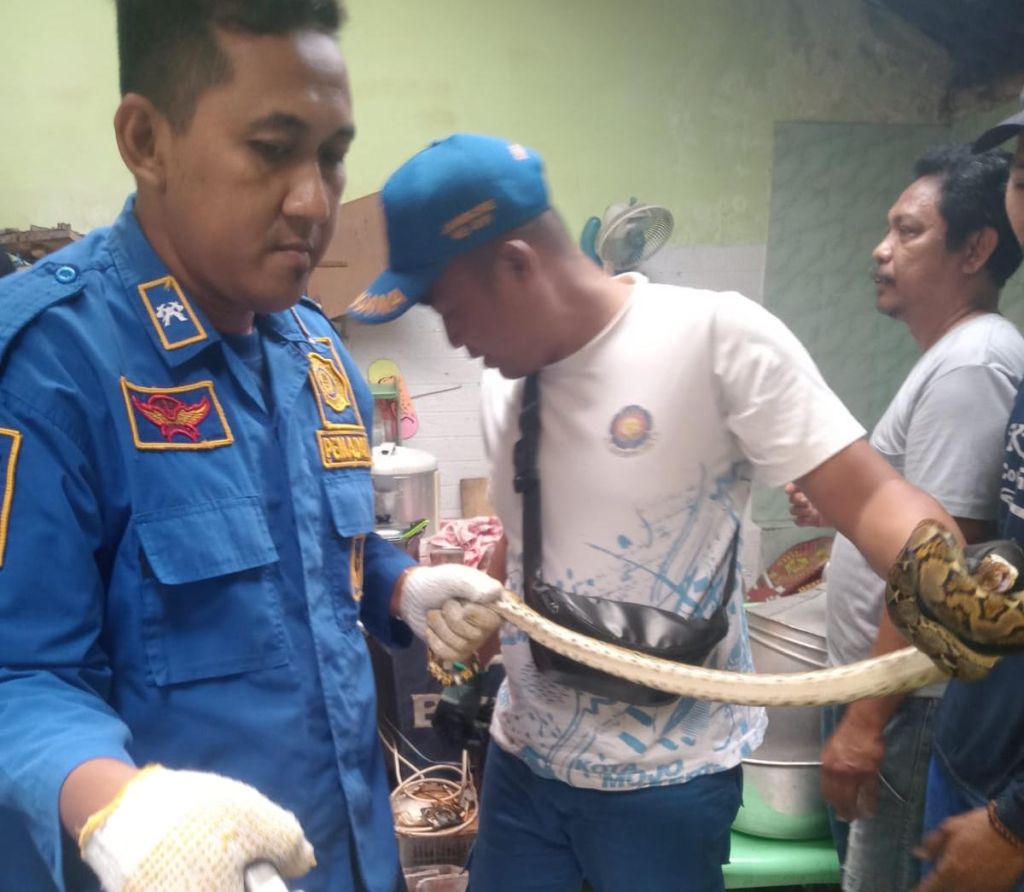 Ular Besar Masuk Rumah Warga Magersari, Petugas BPBD Kota Mojokerto Evakuasi dari Bawah Lemari