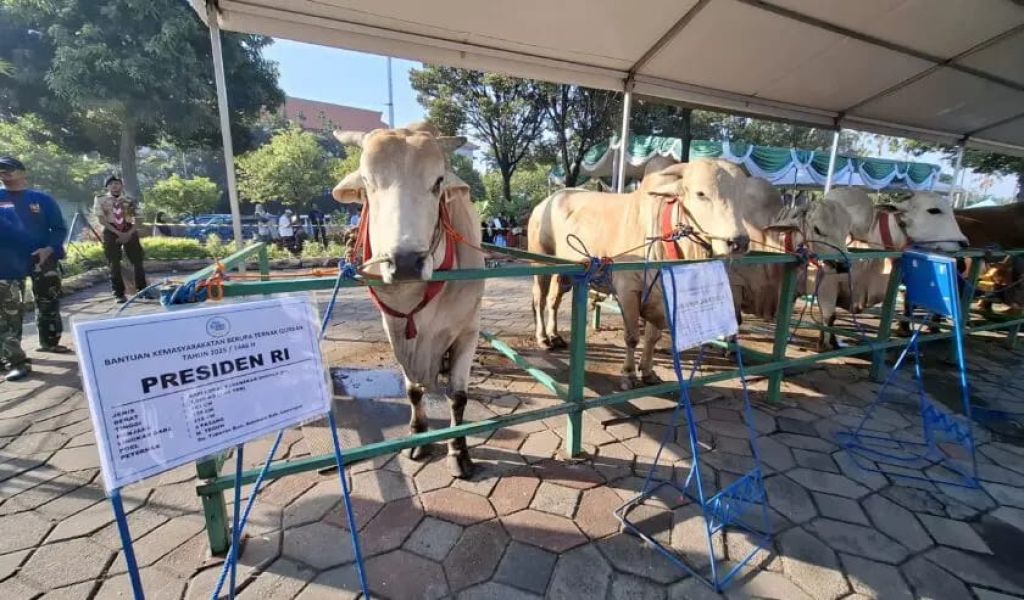 Program Sapi Kurban Prabowo Dinilai Sah dan Berdampak bagi Peternak Lokal