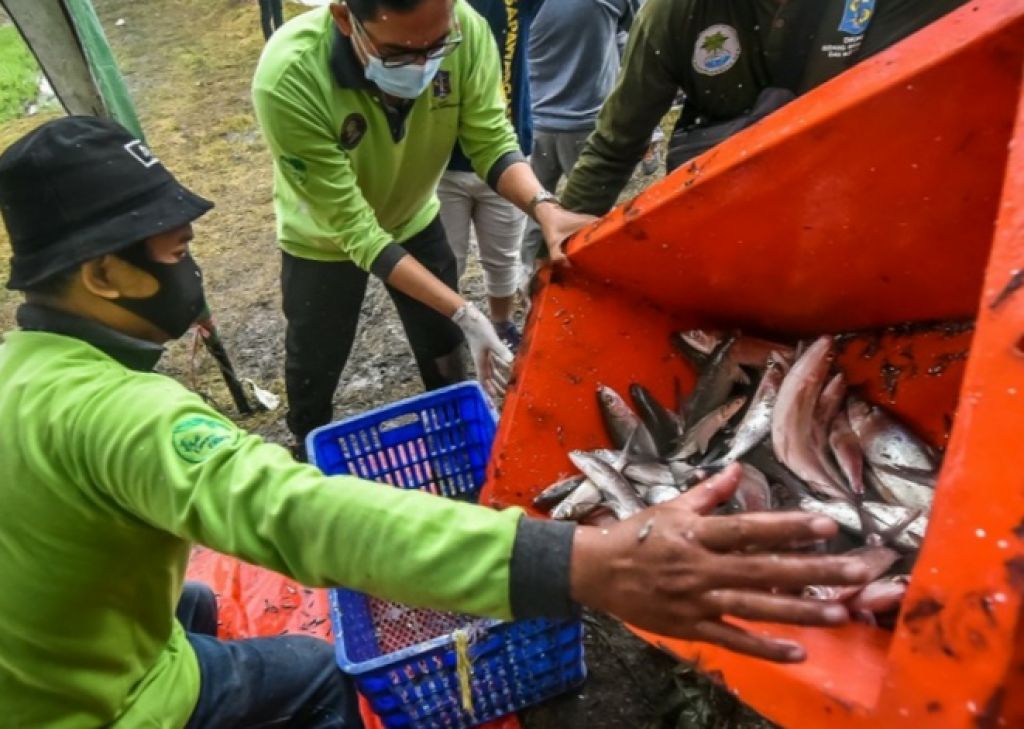 Panen Bandeng, DKPP Surabaya Bagikan ke MBR