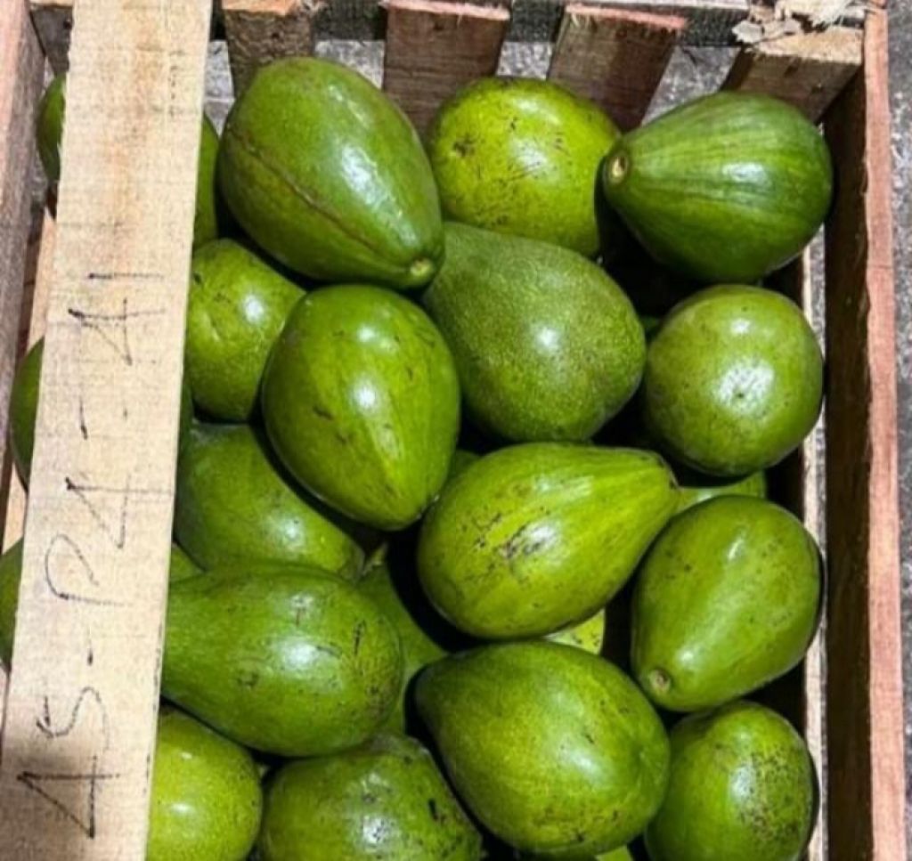 RENG TANI Farmer Market, Supplier Alpukat Lokal dan Impor di Kota Surabaya