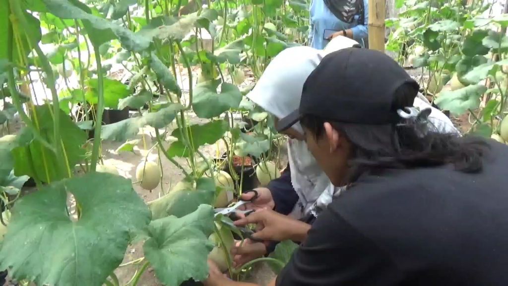 Budidaya Melon Hidroponik di Pekarangan Rumah, Pemuda Jombang Raup 10 Juta Tiap Panen