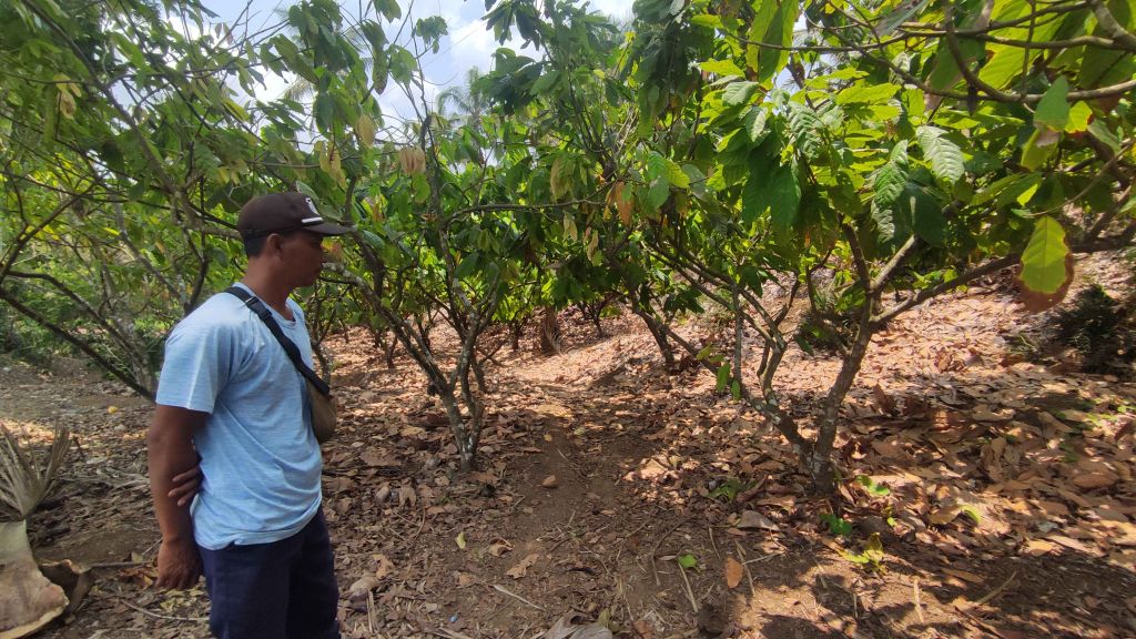 Sekuriti Perkebunan di Banyuwangi Dibacok Pencuri Kelapa Muda