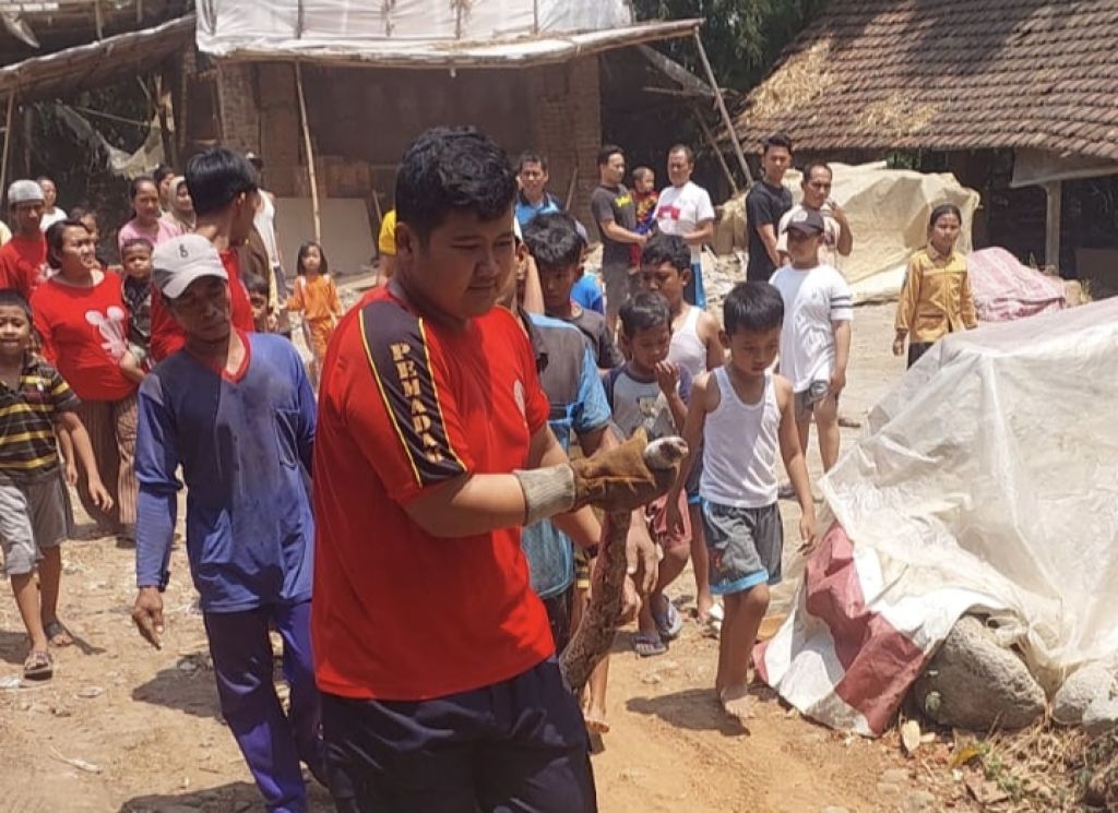 Heboh Penangkapan Ular Sanca Pemangsa Ayam di Bangsal Mojokerto