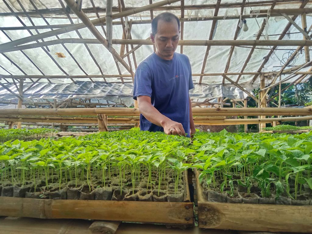 Menilik Kampung Bibit di Bondowoso, Transaksi Capai Miliaran