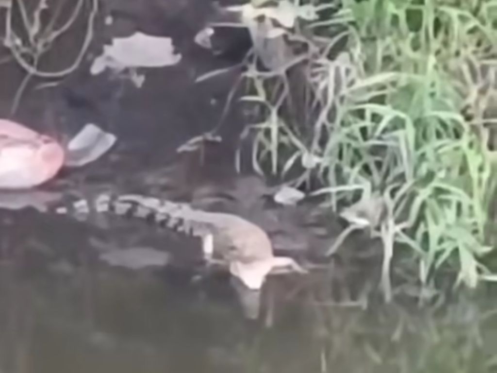 Waspada! Sungai Dekat UINSA Surabaya Ada Seekor Buaya