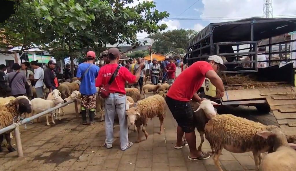 Harga Kambing Anjlok di Banyuwangi, Imbas Susah Beri Asupan Pakan