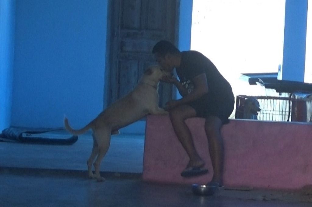 RUU Pelarangan Perdagangan Kucing dan Anjing Disebut Bakal Masuk Prolegnas
