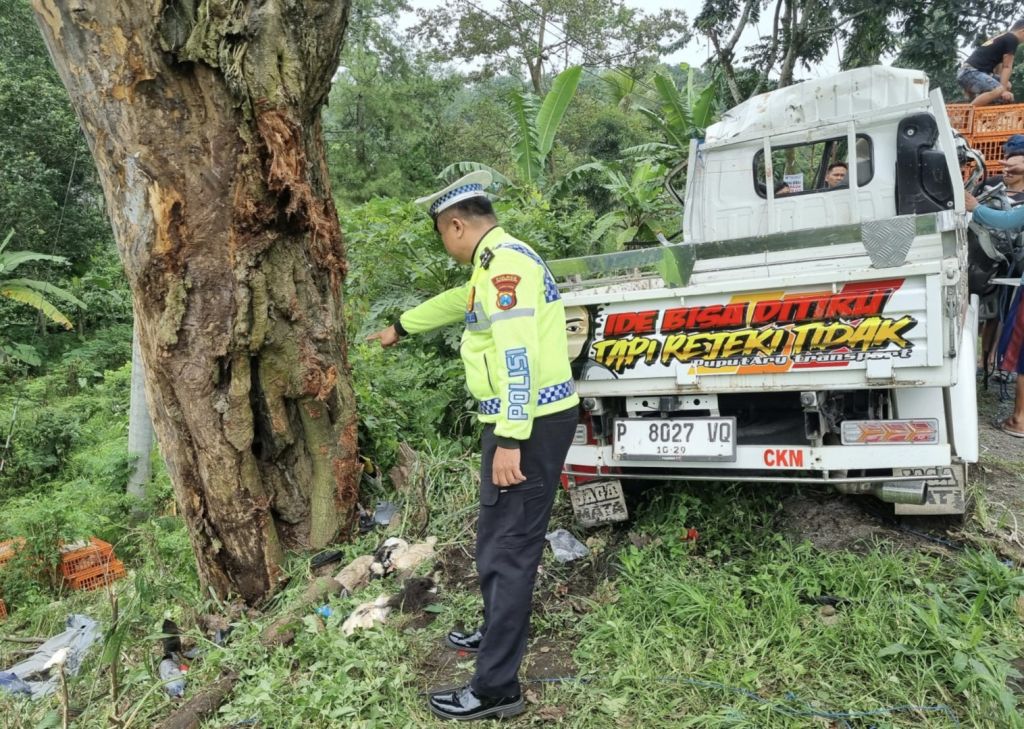 Mobil Pikap Hantam Pohon di Tikungan Gondorukem Jember, Pengemudi Tewas