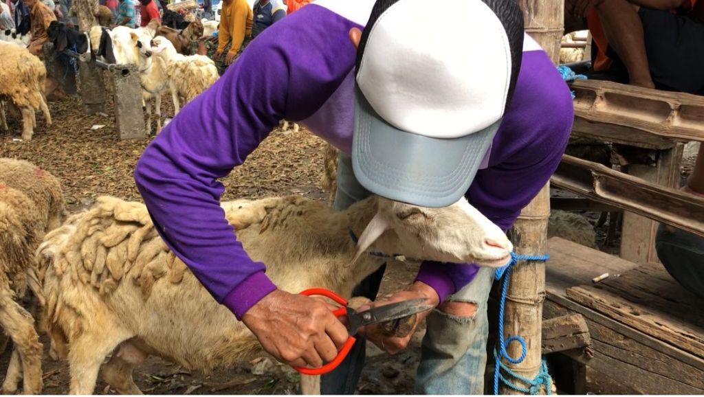 Jasa Potong Bulu Kambing di Mojokerto Ketiban Rezeki Jelang Lebaran Haji