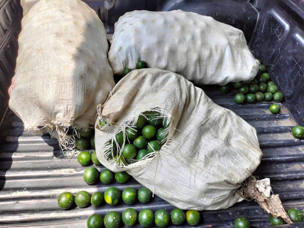 Pria Banyuwangi Ajak Teman Karib Curi Jeruk dan Alpukat di Kebun Petani