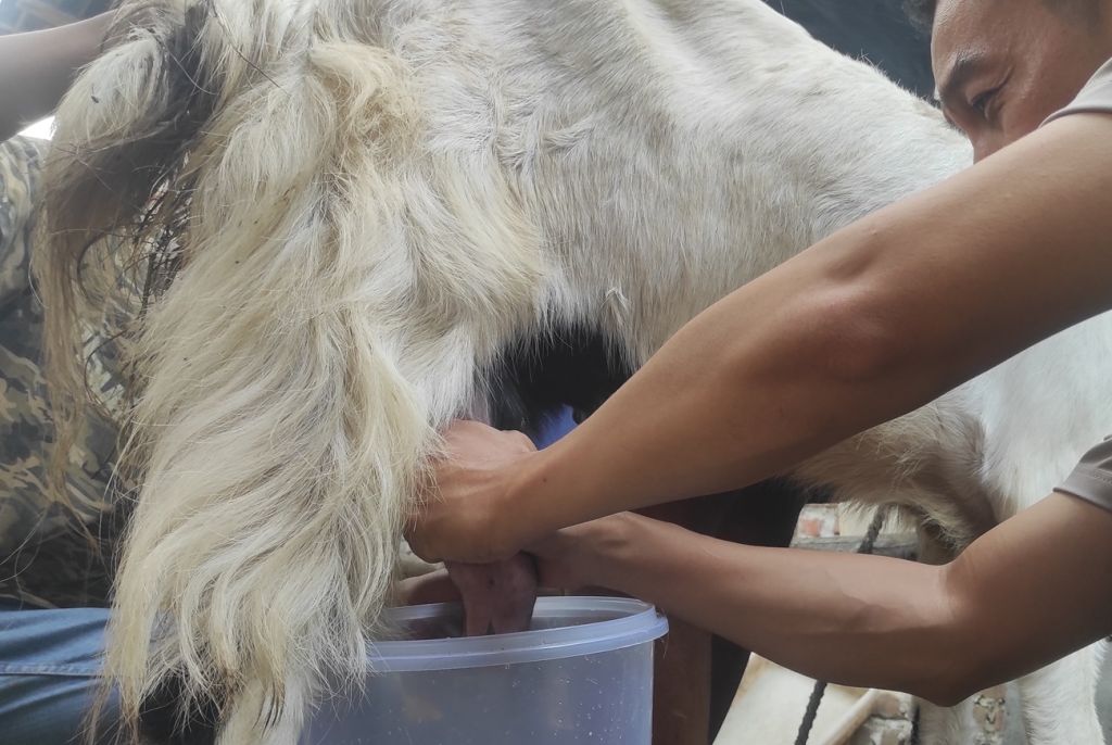 Kisah Sukses Kades di Mojokerto Beternak Kambing Etawa
