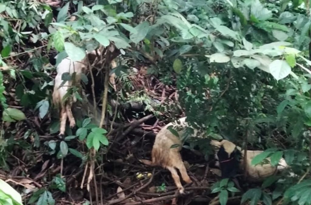 18 Ekor Kambing Ditemukan Mati Misterius di Gumitir, Jember