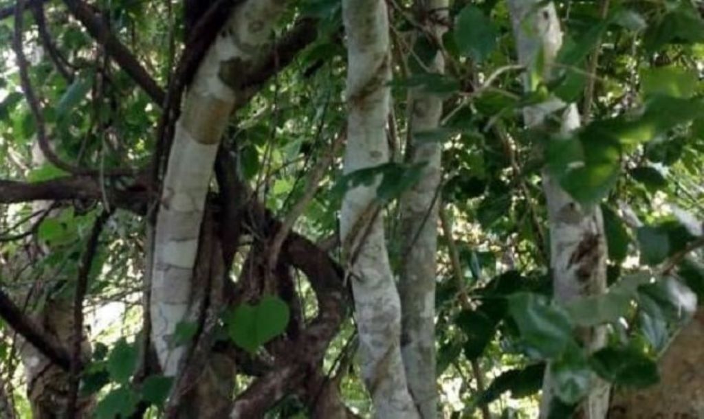 Khasiat Kayu Ular Papua Obat Herbal Asli Nusantara