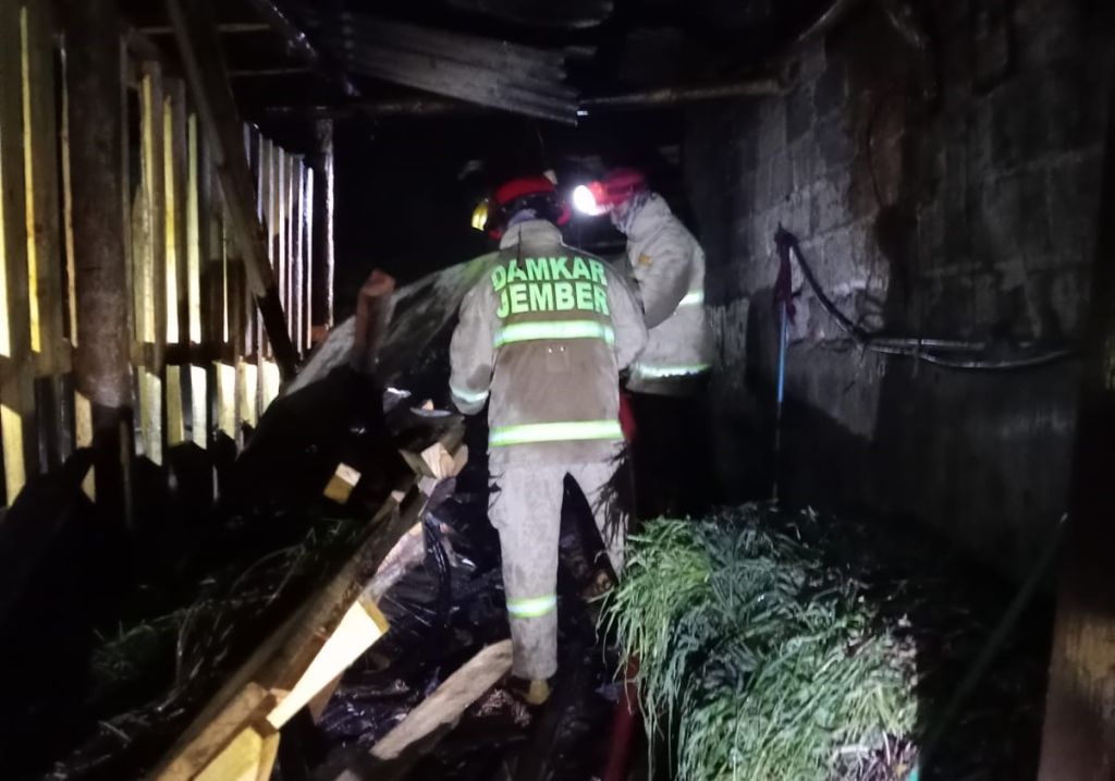 Kandang Kambing Milik Warga Jember Ludes Terbakar