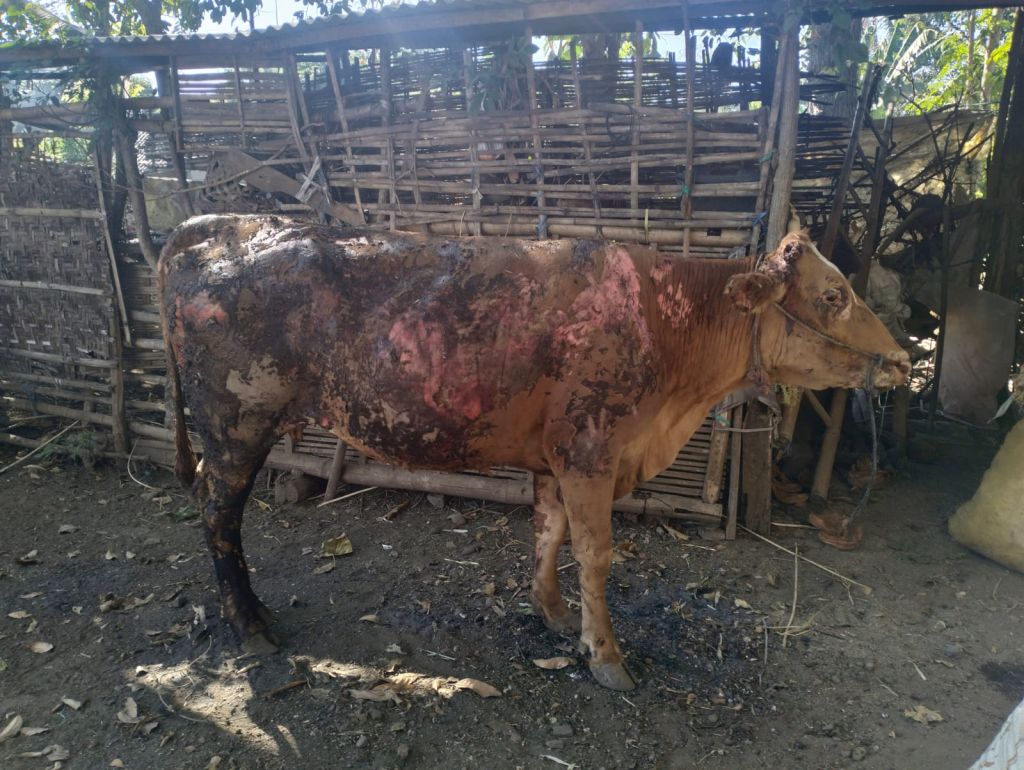 Kandang Terbakar, Sapi Bunting Milik Warga Bondowoso Nyaris Terpanggang