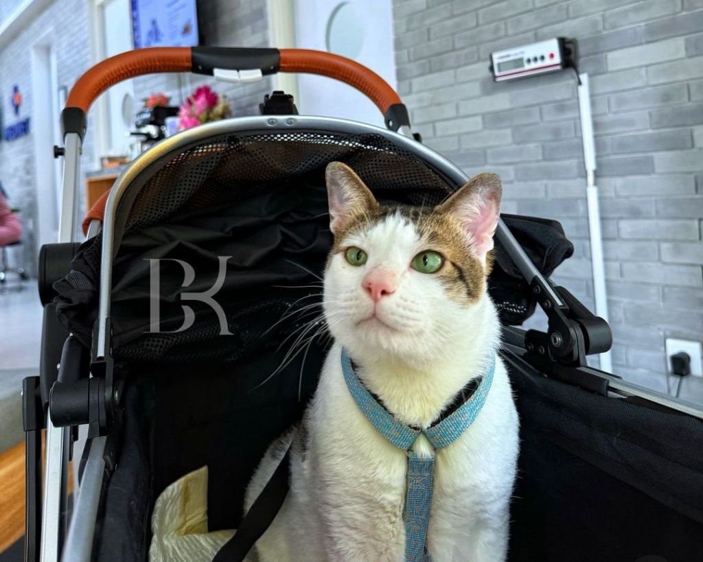 Harga Stroller Kucing Presiden Prabowo Bikin Warganet Melongo, Segini Kisarannya